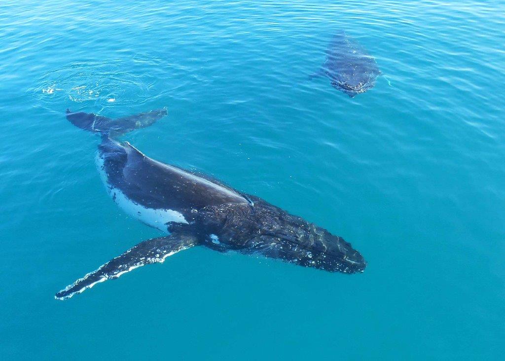 QuickCatII's tweet image. Only a few days left of the season @QuickCatII so don't miss out on the chance to see the whales  2016 #visitfrasercoast #thisisqueensland