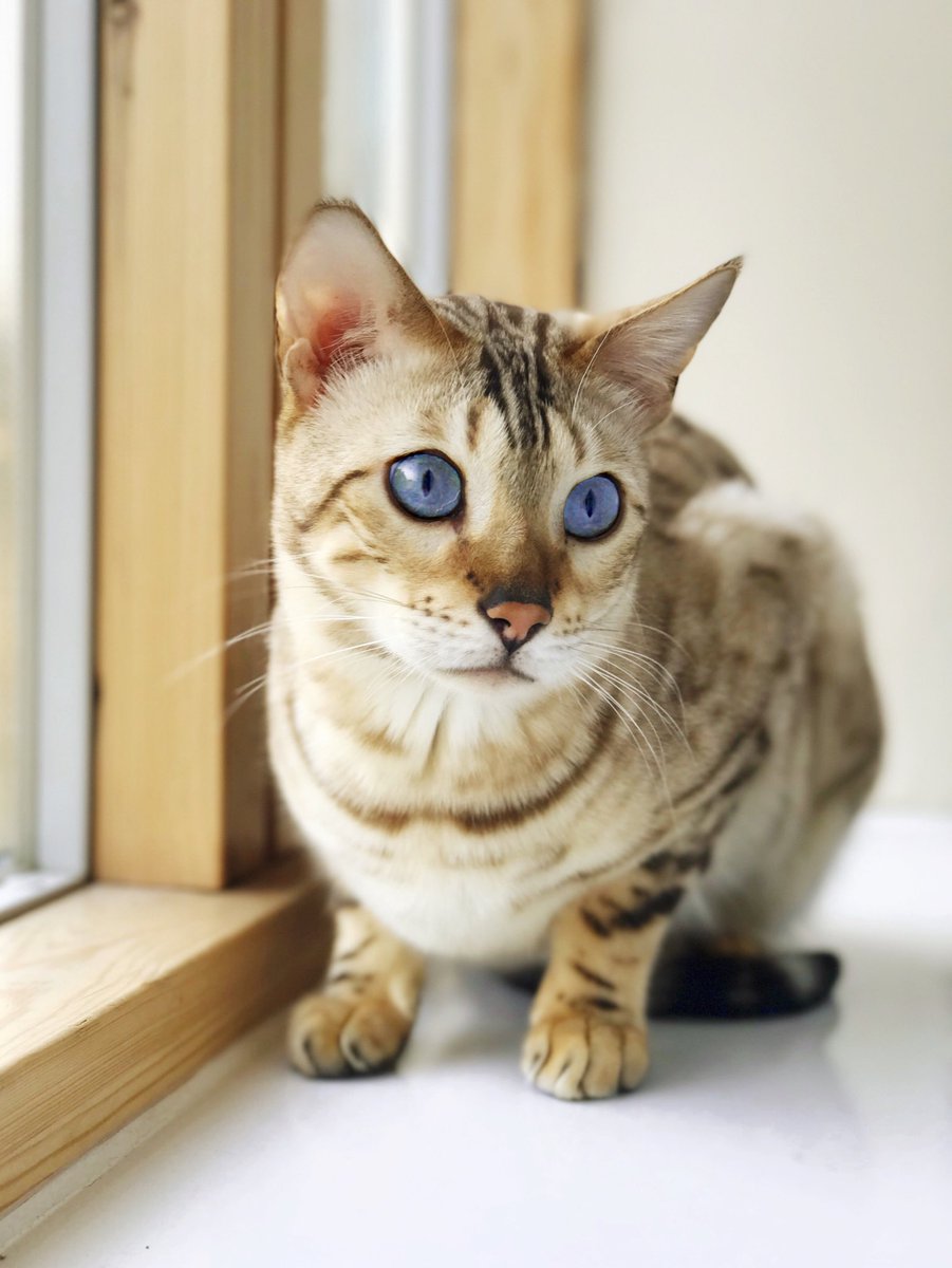 GridCity_Kitty's tweet photo. Playing around with the new #PortraitMode on #iPhone7plus … not bad! Pleasantly surprised with how nice it looks! #DepthEffect #BengalCat https://t.co/Zh6o23obAw