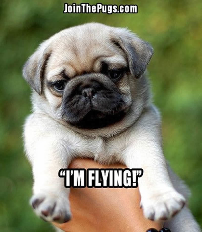 JoinThePugs's tweet image. Fly #puglet, fly!

jointhepugs.com

#pugpower #pugsnotdrugs #pugpuppy #puglover #dogs #puglovers #votepug #pugchat #cuteness #pugs