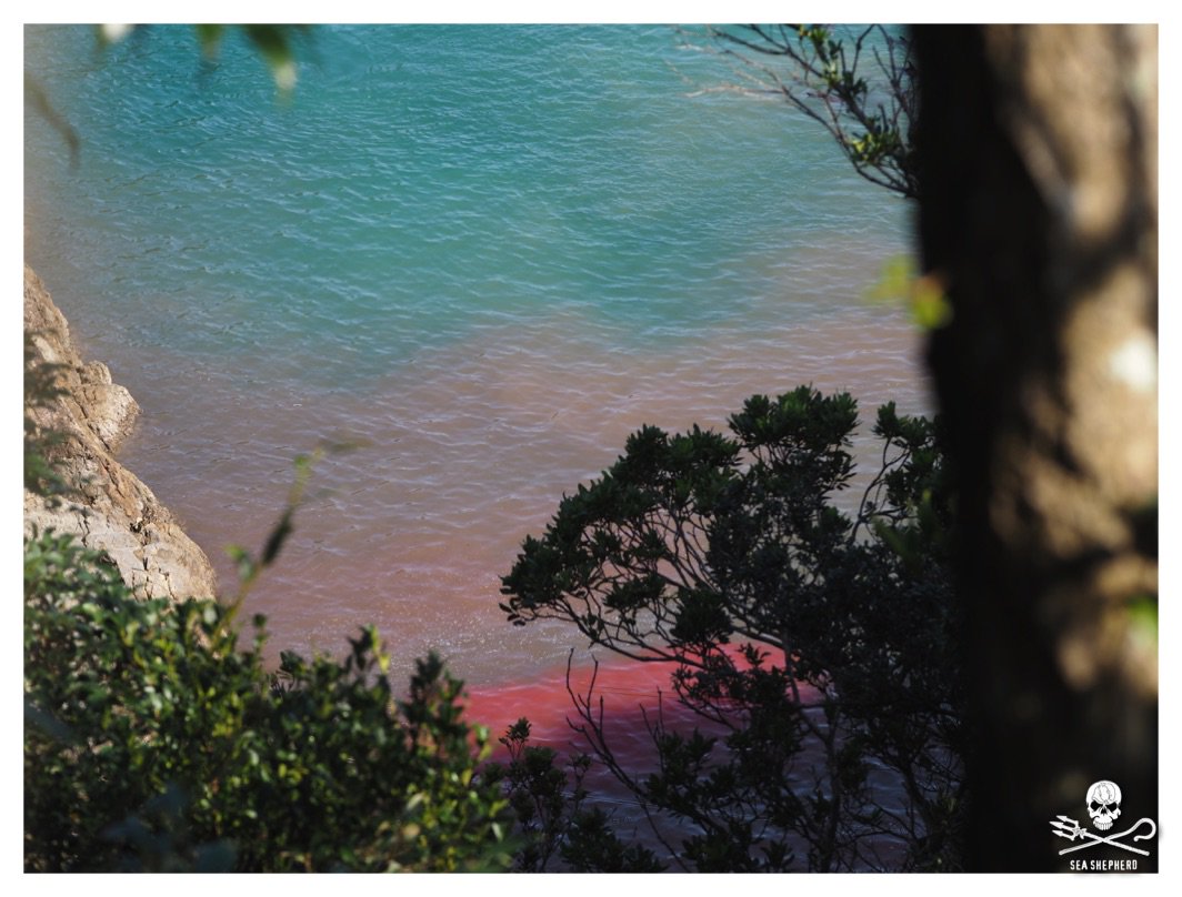 SeaShepherd404's tweet photo. @CaptPaulWatson  10:20 - The slaughter begins. The cove is red today. #ophenkaku #taiji #coveguardians https://t.co/zgK4ueyIB7