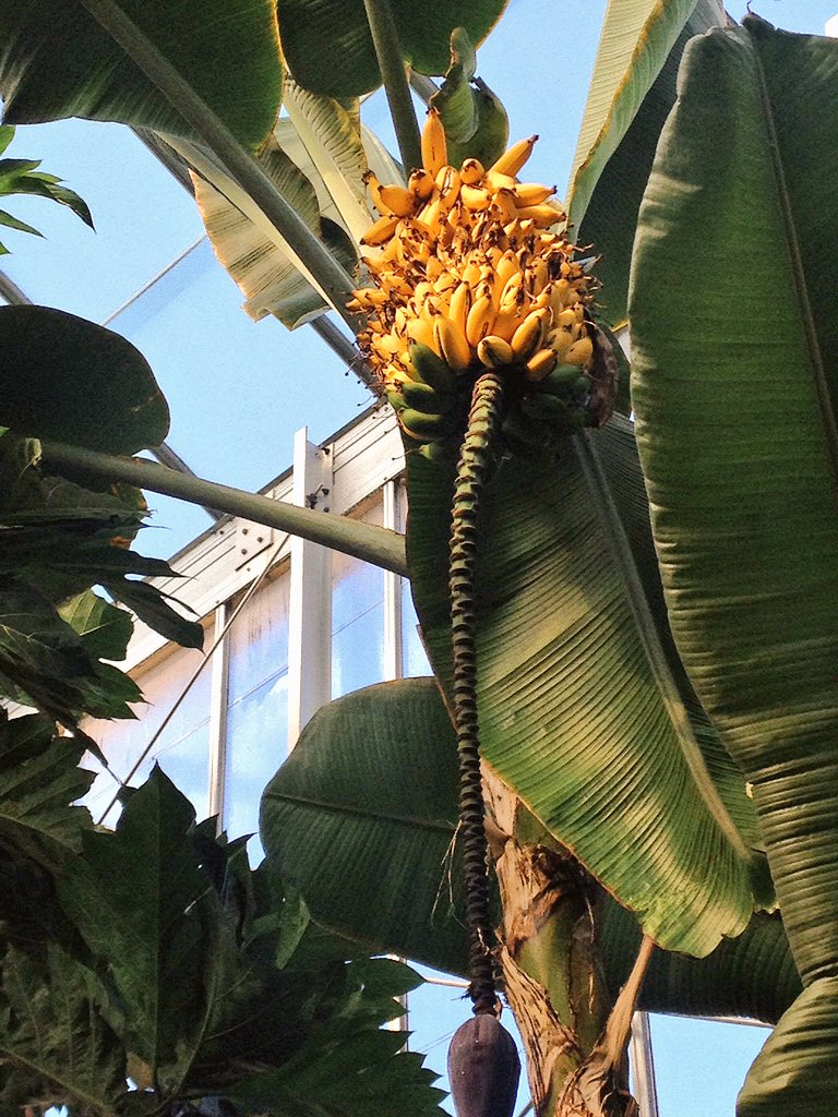 travel_basic's tweet image. Daniel Stowe Botanical Gardens #Travel #wanderlust #wanderlustwednesday #garden #flower #NorthCarolina #TravelBlog