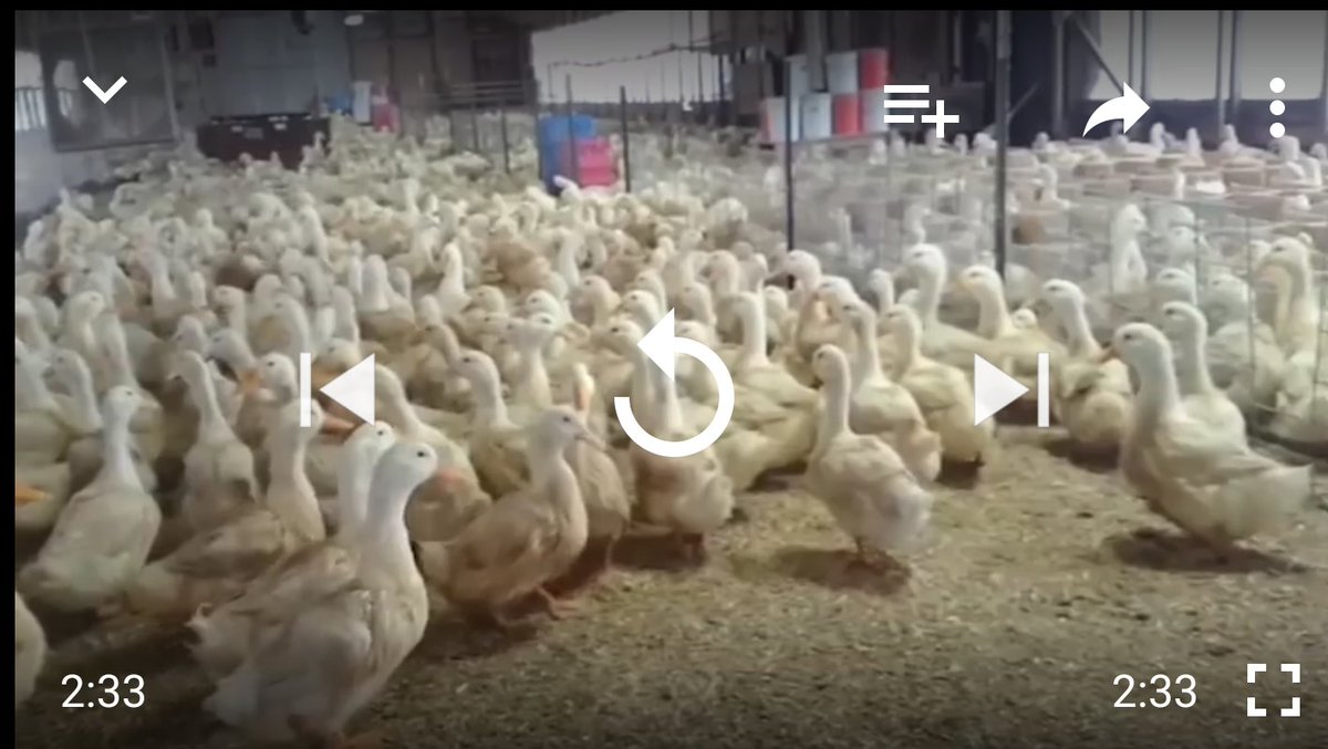 BlizzyWoofs's tweet photo. 📌MUST SEE: @peta2 What happens to these DUCKS for meat & down..will make yu sick!💔 #BanDown #LeaveMeatOffPlate
https://t.co/6HGSsATaQa https://t.co/HqUHnawHO2