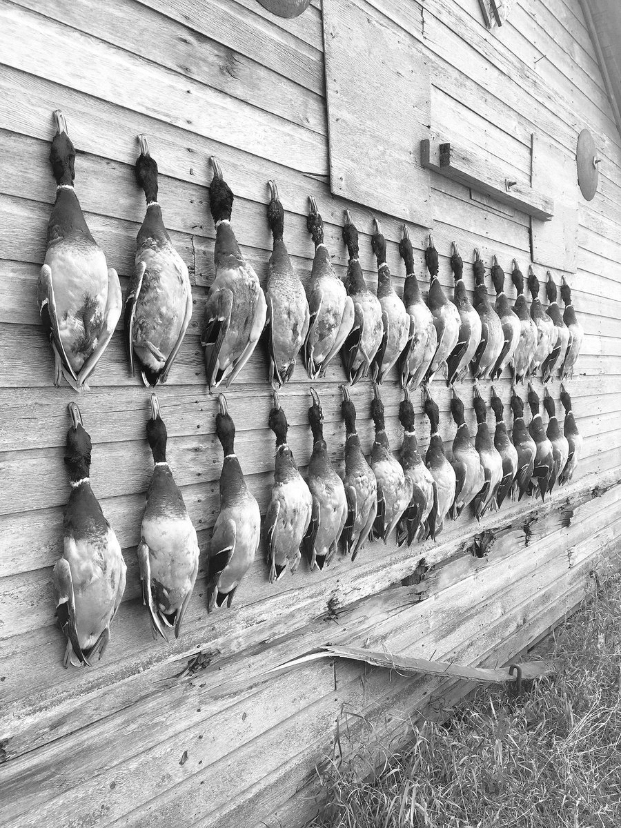 dunnerAD's tweet photo. Grinding in Saskatchewan #beanomad #whiterockdecoys #Saskatchewan #greenheads https://t.co/U24dUJMv9l