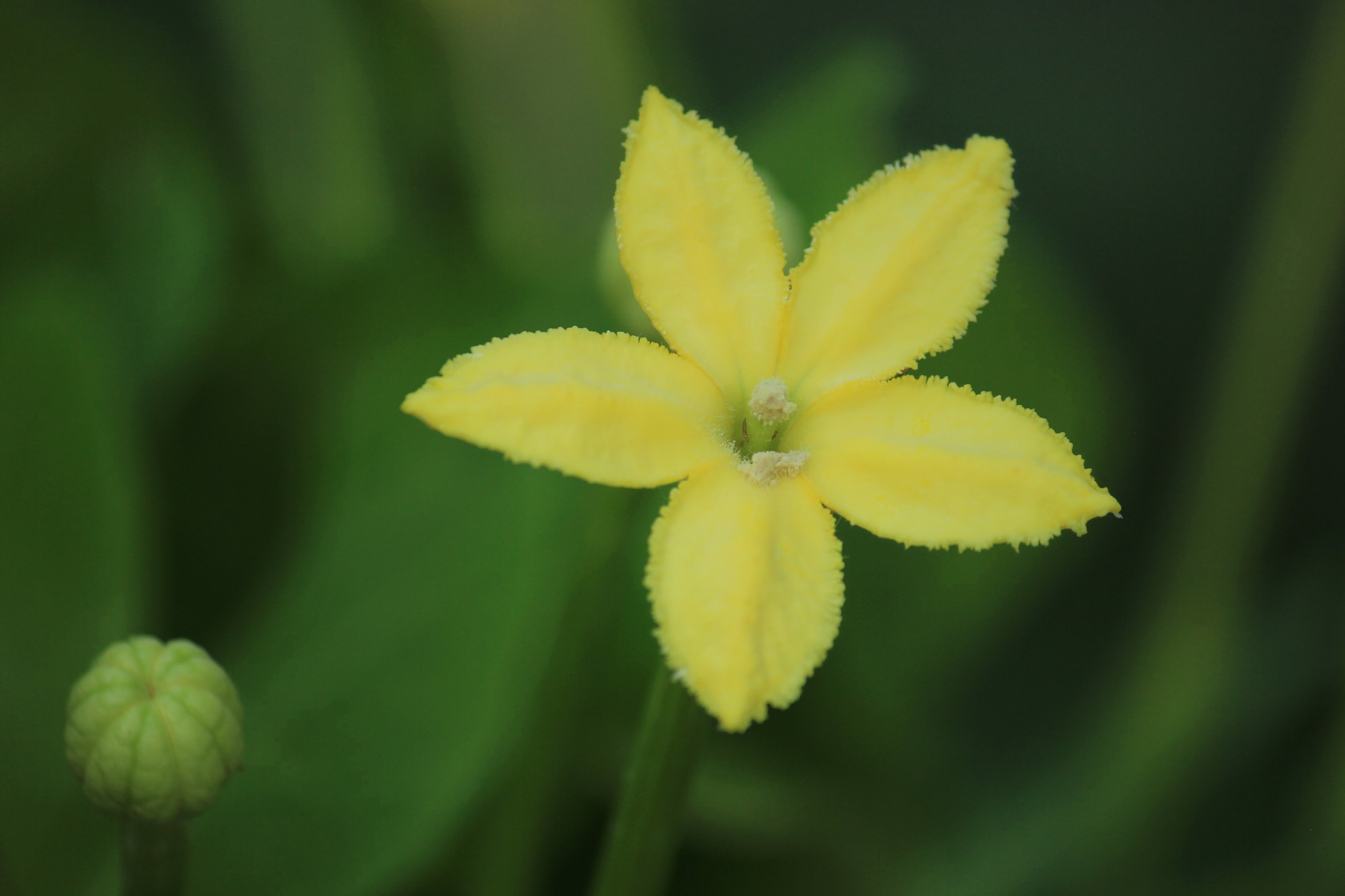 咲くやこの花館 Twitterren 只今 高山植物室で アルラ が花を咲かせています ハワイの固有種 で絶滅が危惧されており 上部になるほど細くなる幹 肉厚でキャベツのような密な葉 と不思議な姿をしています 薄黄色の花はとても可愛らしいですよ ｖ ハワイ