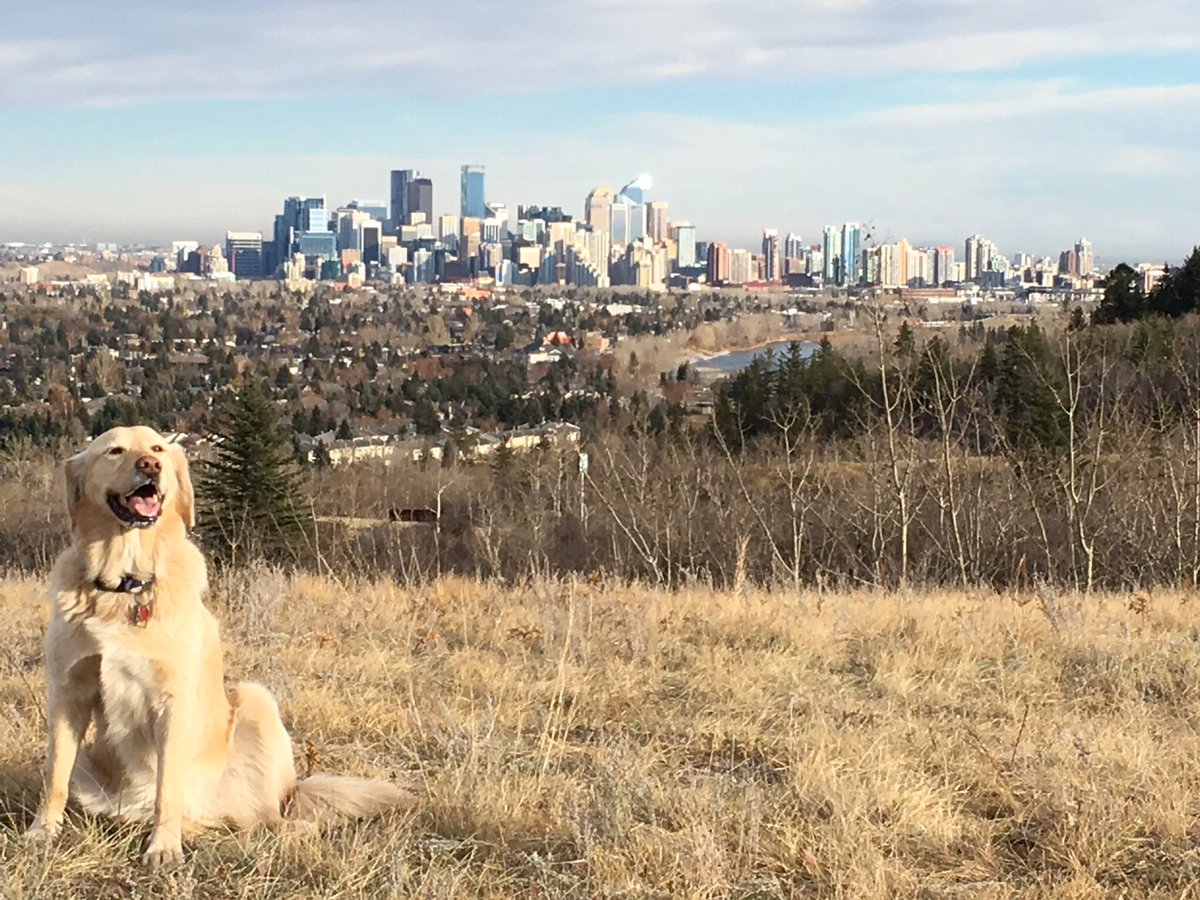 SkyyV1's tweet photo. Check out the change in colours @EdParkDogsYYC - we're definitely not getting warmer:(😖 https://t.co/mscJnUjekc