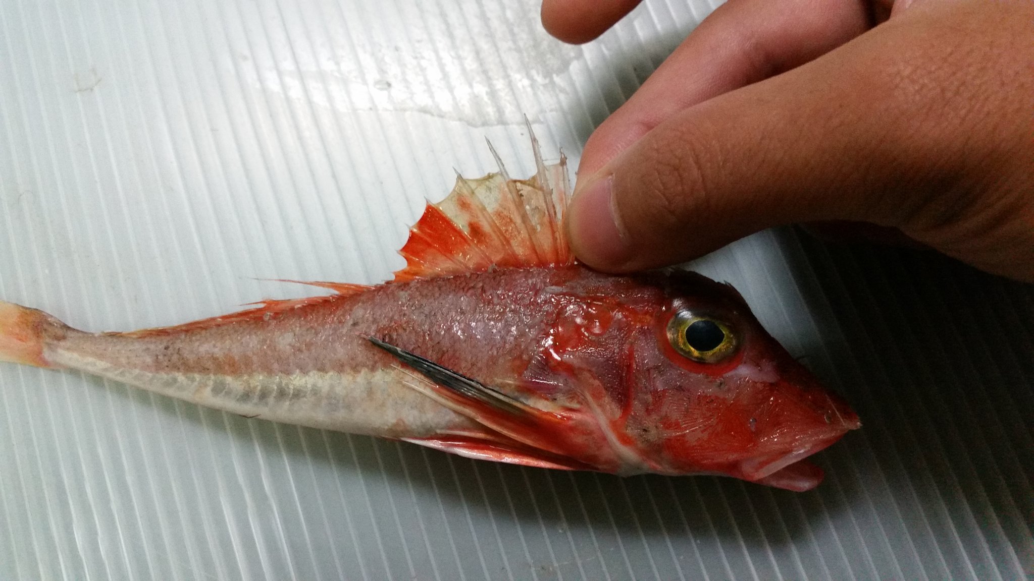 深海魚同好会 No Twitter カナド カサゴ目ホウボウ科カナガシラ属 胸びれが羽のように広がるホウボウの仲間です 背びれの第1棘と第2棘の長さが著しく異なる点で近縁種のカナガシラと区別ができます やすだ 深海魚同好会 No Twitter カナド カサゴ目ホウボウ科カナガシラ属 胸びれが羽のように広がるホウボウの仲間です 背びれの第1棘と第2棘の長さが著しく異なる点で近縁種のカナガシラと区別ができます やすだ