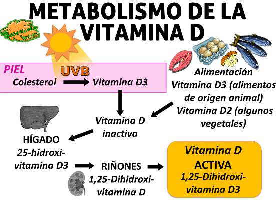 Altas dosis de vitamina D puede ir en contra de los objetivos de la suplementación (BLOG JL Chicharro)fisiologiadelejercicio.com/suplementacion…