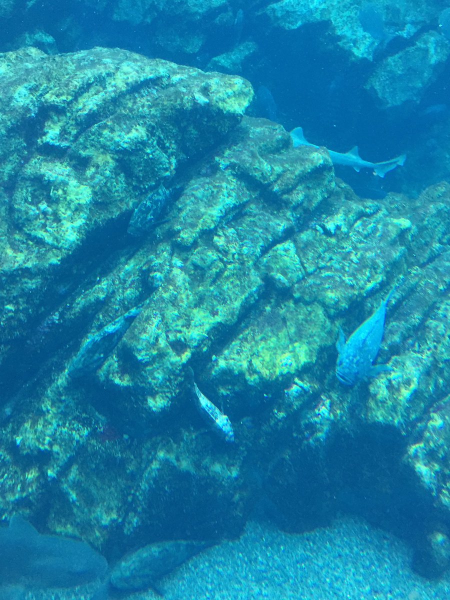 仙台うみの杜水族館】大水槽「いのちきらめく うみ」ではイワシの群泳など水中の様子に目を奪われがちですが、海底も負けず劣らず面白い！岩の隙間に入る魚、お気に入りの場所から離れない魚、砂に潜る魚など個性的な様子が楽しめます  #s_uminomori, image size:900x1200