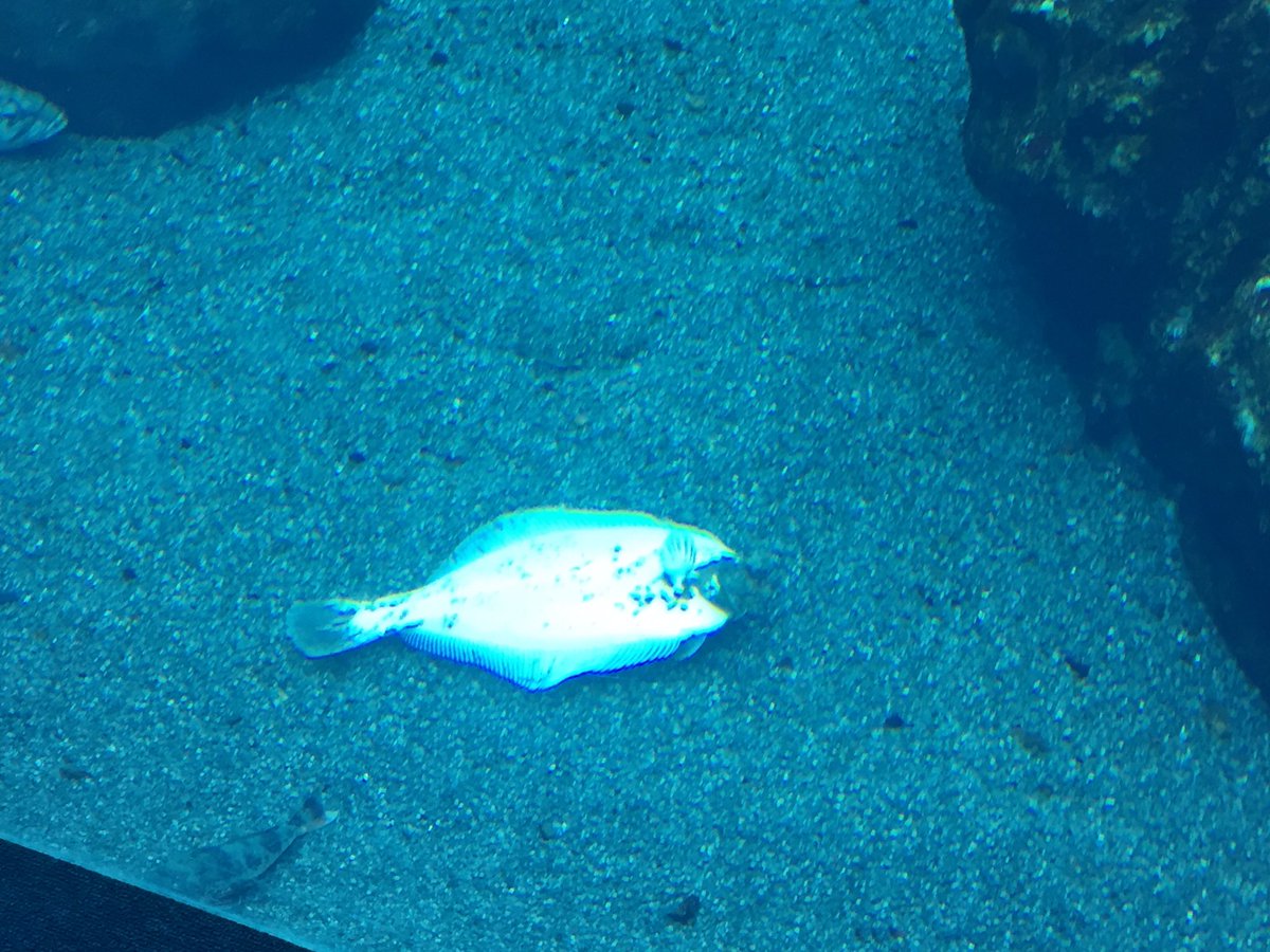 仙台うみの杜水族館】大水槽「いのちきらめく うみ」ではイワシの群泳など水中の様子に目を奪われがちですが、海底も負けず劣らず面白い！岩の隙間に入る魚、お気に入りの場所から離れない魚、砂に潜る魚など個性的な様子が楽しめます  #s_uminomori, image size:1200x900