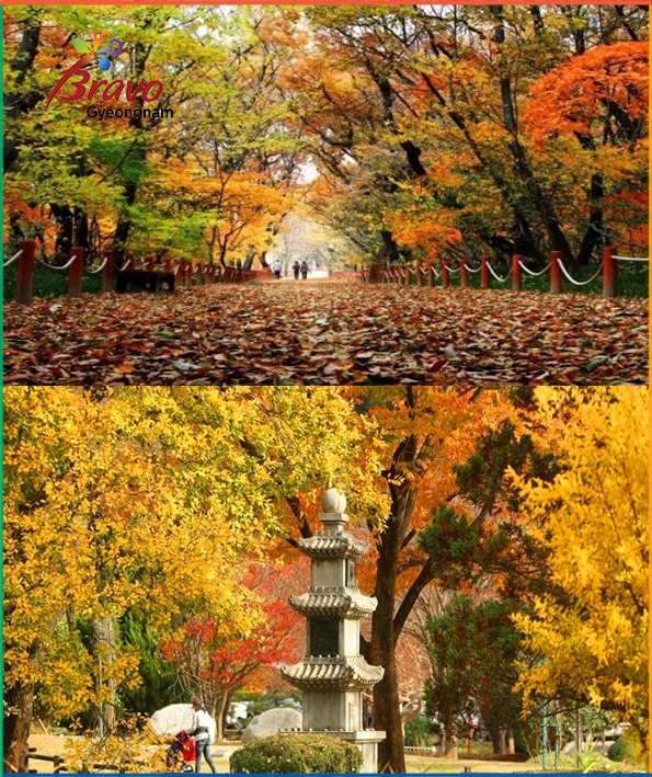 travelkoreagsnd's tweet photo. #Gyeongnam #Korea #mountains #festivals #seaside #beautiful_views #autumn_views #golden_autumn #yellow_fields
#autumn_parks https://t.co/upTYQfAMjm