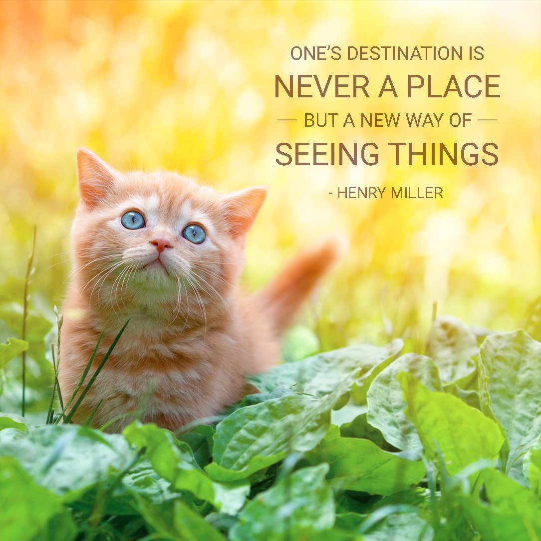 GoruApp's tweet photo. "One's destination is never a place, but a new way of seeing things." - Henry Miller

This, we truly believe! #travel #qotd #inspiration https://t.co/ncqiNSl8Hk