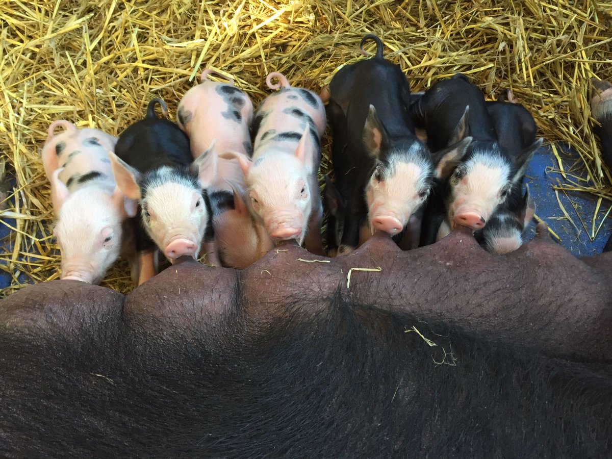 PigletsFarmPark's tweet photo. Oink oink! Yet more new piglets! Susan had 9 baby piggies on Monday! Adorable! #babyanimals #pigletsadventurefarm https://t.co/keIqPIAhk5