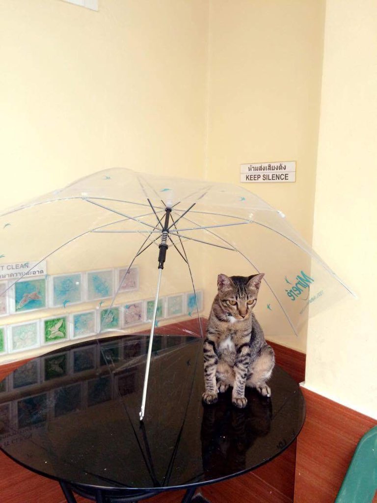 chapdeluc's tweet photo. After washing the cat, needs to dry... #Maew #Cat #Chat https://t.co/Y2xHAby86f