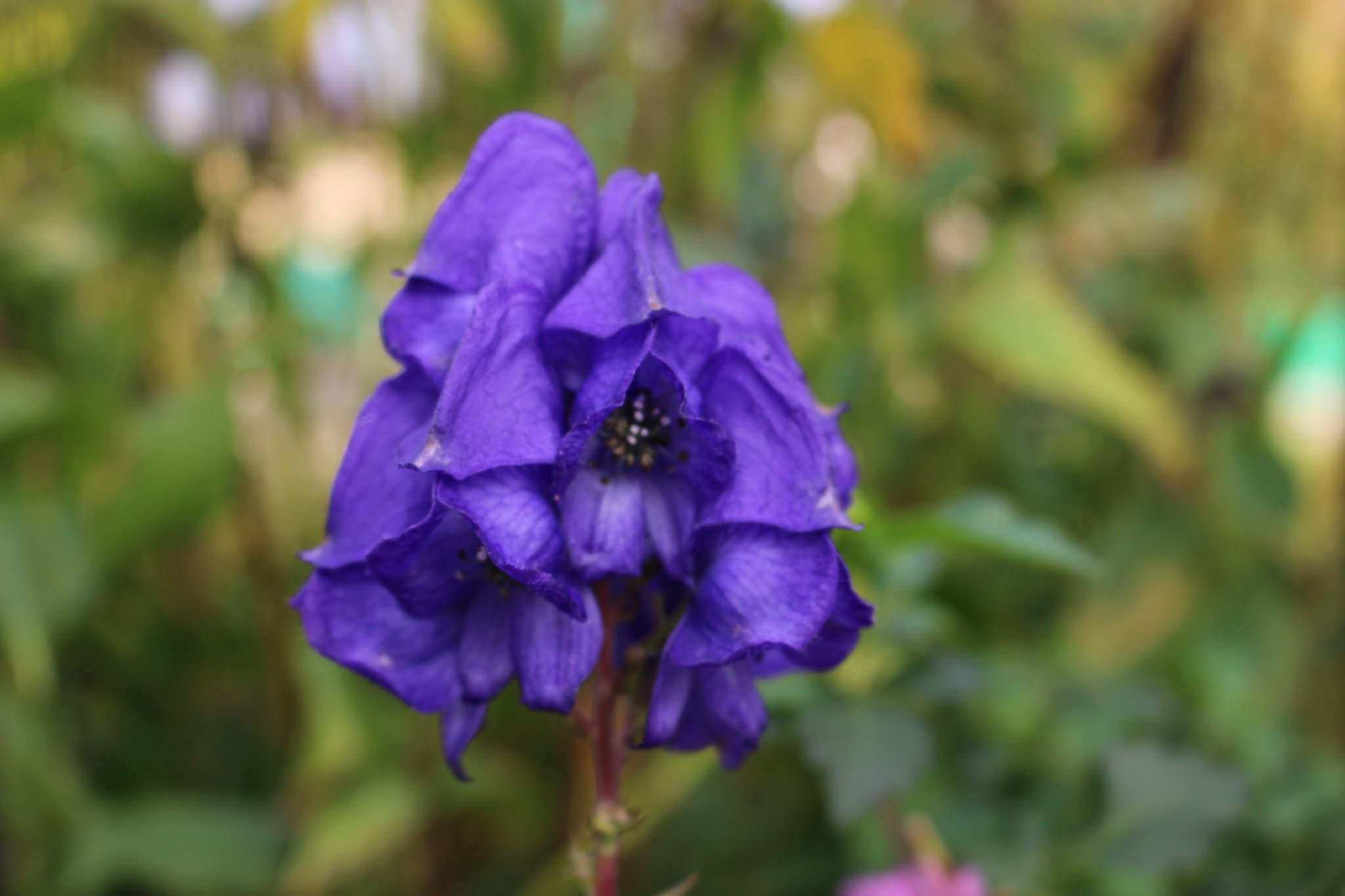 ガーデンミュージアム比叡 京都 花 比叡山 トリカブトの 花です 花の名前は 兜のような形からつけられました 紫色の美しい花ですが 毒として使われたり 古くから 漢方薬の心臓の薬として使われてい
