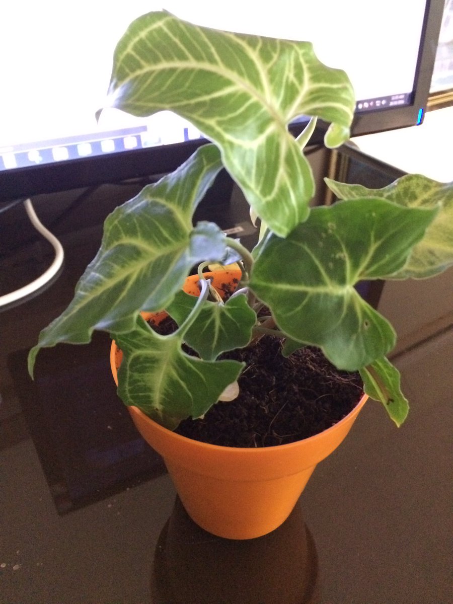 RippleHire tweet media