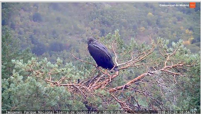 SEO_BirdLife's tweet photo. Damos por finalizada la temporada de la #webcambuitre 2016. Esta mañana desconectaremos la emisión. Feliz vuelo #Rasca !!! https://t.co/InYgLclIVS