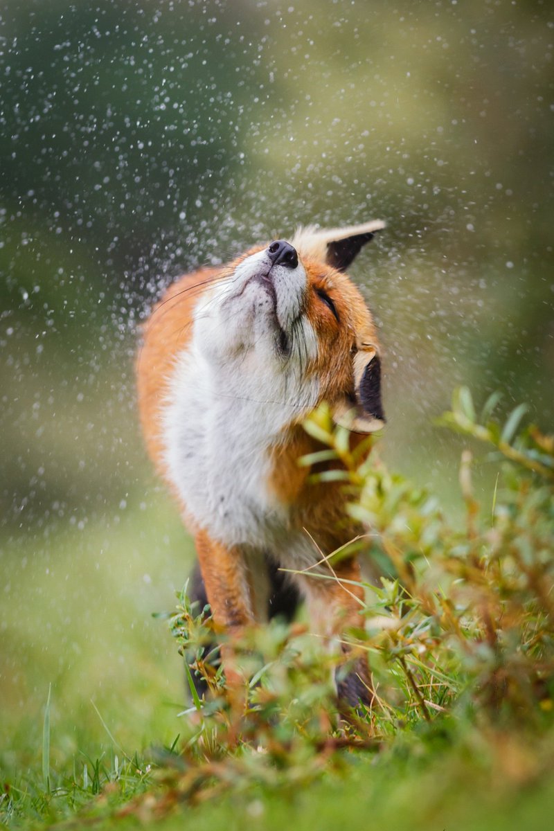 Serpentina3's tweet photo. 📷 beautiful-wildlife: Shake it Baby! by Pim Leijen https://t.co/o013cU06DK #wildlife https://t.co/UQauhRAljv