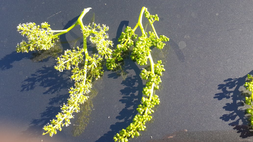 Big Merlot bunches -  Darling. Big crop on most varieties most regions. 2 to 3 bunches per shoot. Be careful of overcropping this seasin.