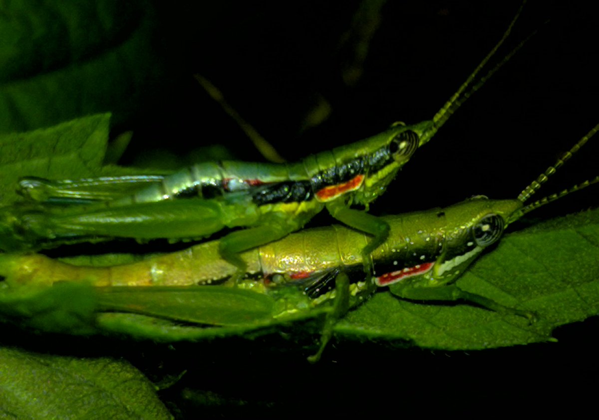 CreationTorque's tweet image. #GREEN
#5MP_CAM
#N79 
#MOTHERS_CARE
#SNAPSEED