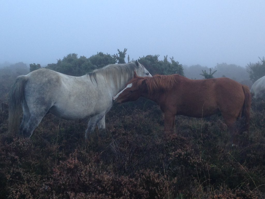 Forest_Commoner's tweet photo. Herd-bonding in the early morning mist. How's your day shaping up? #NewForest #socialgrooming https://t.co/X7EaWccAdj