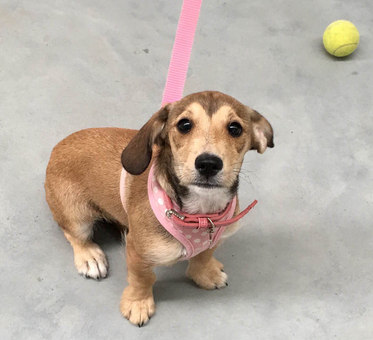 DrEmilyB's tweet photo. Find out how Betsy gets on @dogschoolSE Reward based training essential for pups. 8pm today @ITV #puppysecrets  @PlimsollProds @DogsTrustPR https://t.co/o6Hk20MWai