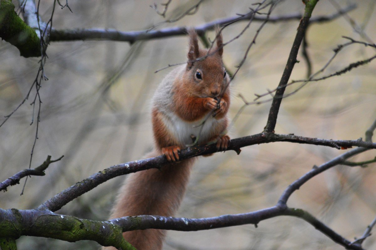 Wildlife Articles on Twitter: "Can you help #Wildlife Articles reach