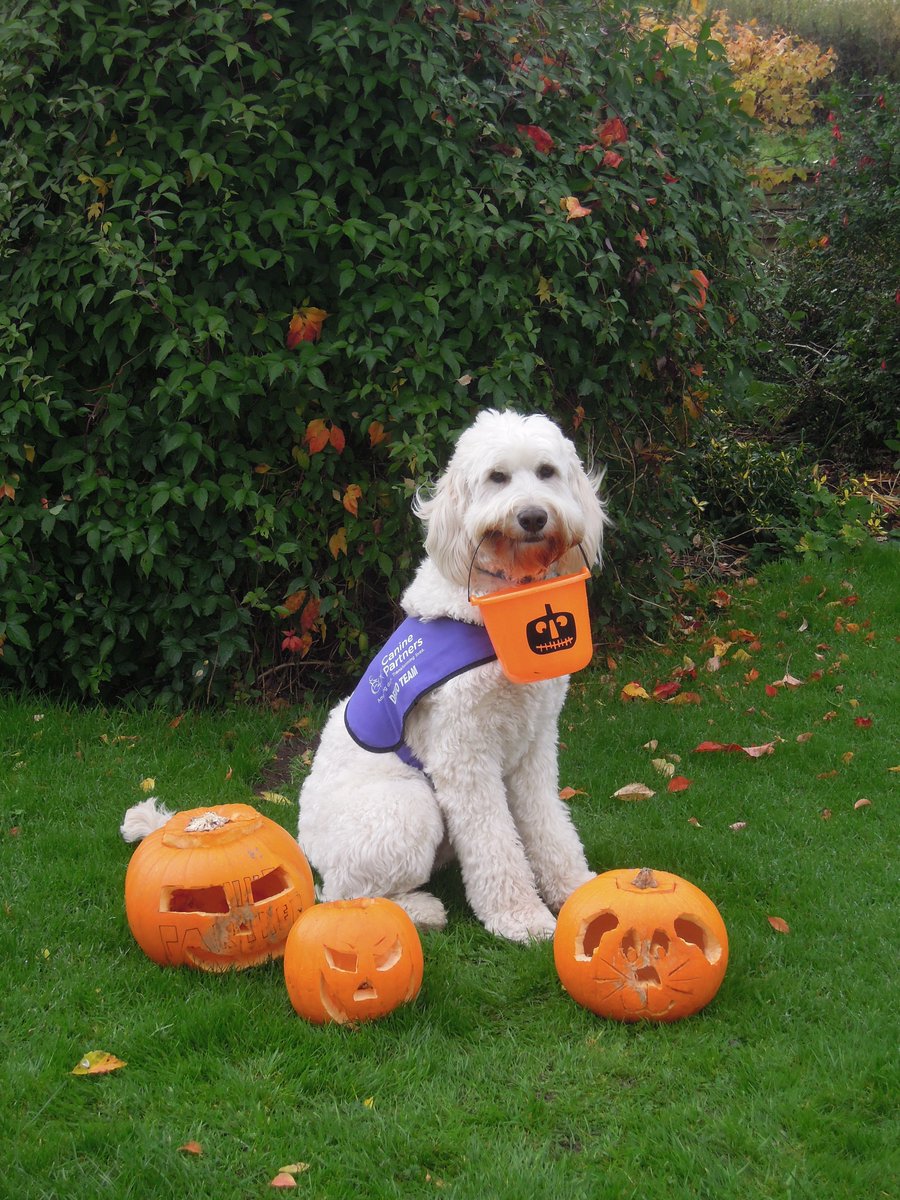 Canine Partners tweet media