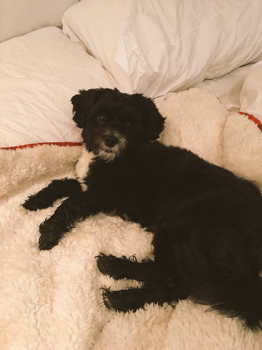 Morning snugs in my super soft  <a href="/PetsLoveScruffs/">Scruffs</a> blanket 🐶🐾❤️