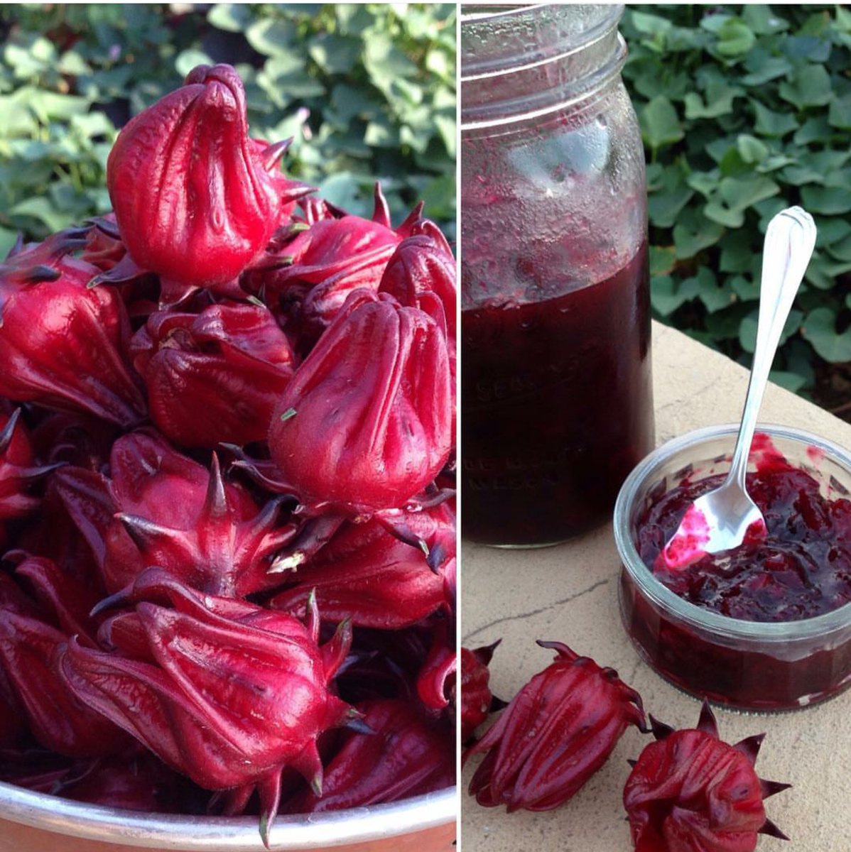 DirteeHoe's tweet photo. #Roselles are tart n yummy!!
Great #tart jam similar to cranberries β€
Get #Dirtee n #Sassy for the #holidaze https://t.co/hziiM7hRn4