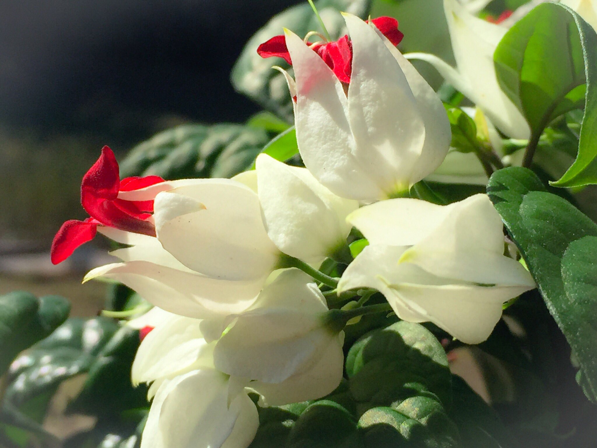華咲 源平葛 ゲンペイカズラ Clerodendron Thomsoniae シソ科クレロデンドルム属 元クマカズラ科 ツル性の小低木 源氏の白旗と平家の赤旗に見立てたそうです 学名はギリシャ語の運命の樹 花言葉 親友 T Co 1fviya5zoz Twitter