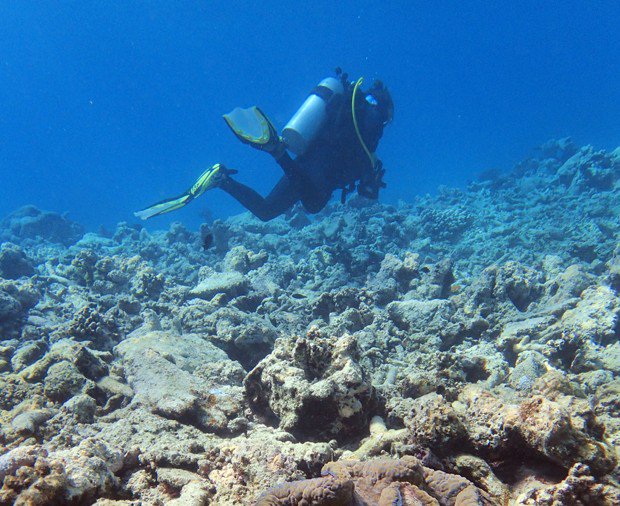 g1's tweet photo. Cientistas voltam a denunciar situação da Barreira de Corais na Austrália https://t.co/e4Q1JNUqaA #G1 https://t.co/atHxwISxEE