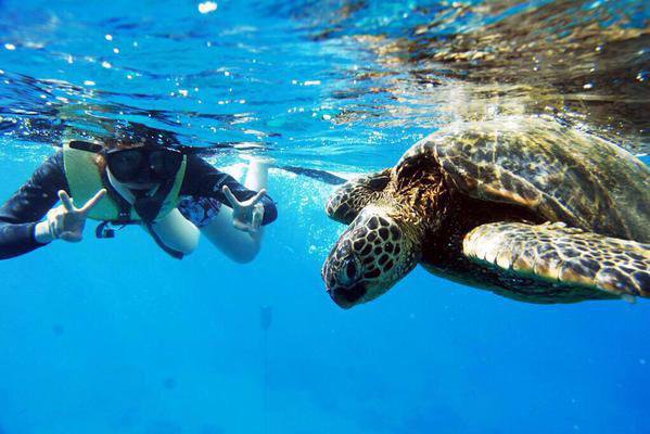 SnorkeIing with sea turtles is definitely on my bucket list