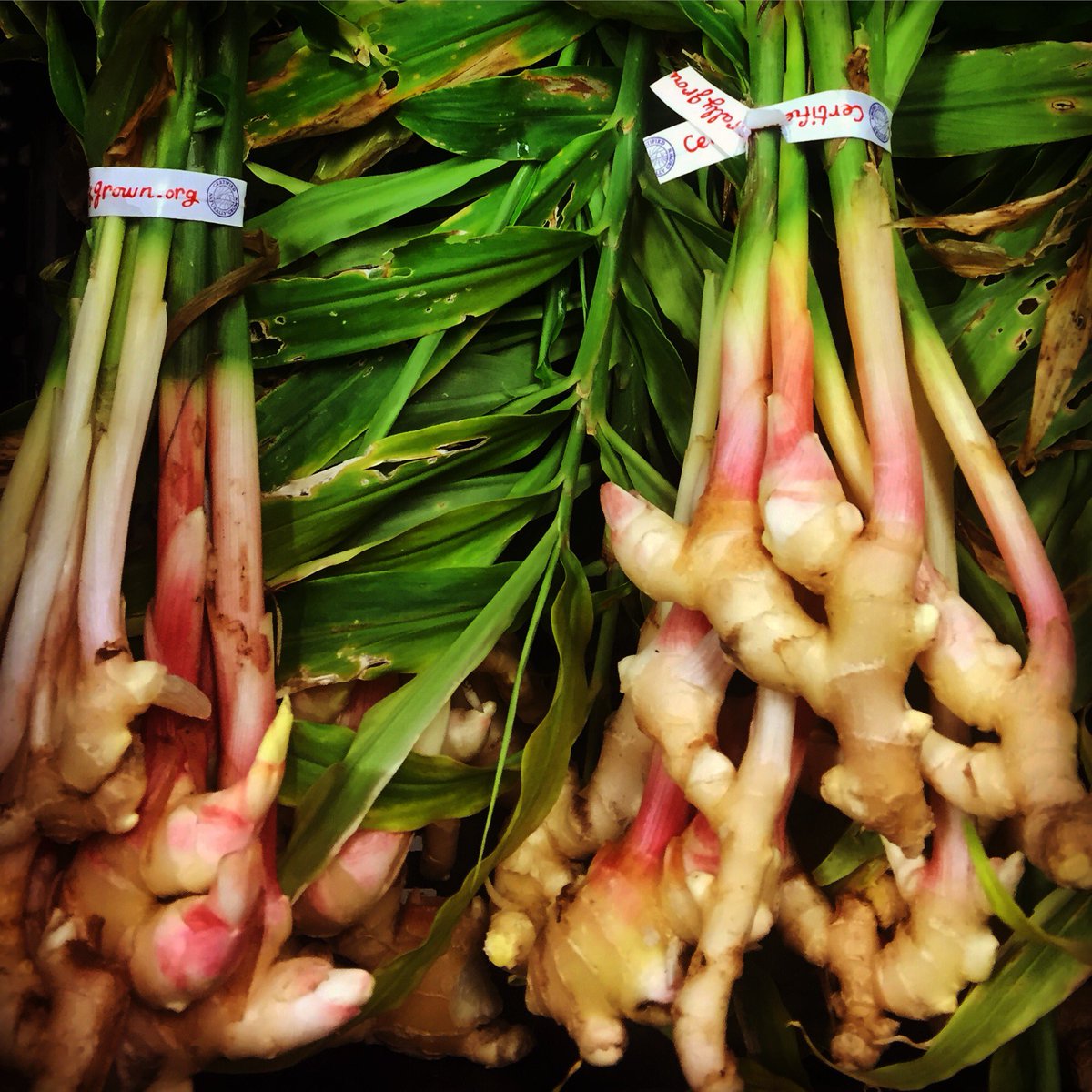 Hey CSA friends! Need something sweet and spicy to get you through your Wednesday? We've got local ginger headed your way! #ilovememphis