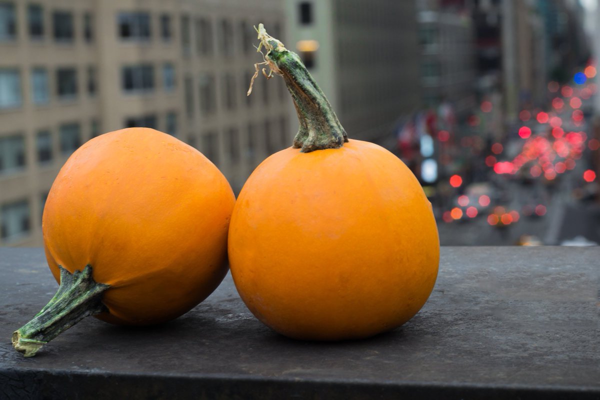 HotelElyseeNYC's tweet photo. Happy #NationalPumpkinDay from all of your friends at the @HotelElyseeNYC!  #Halloween #October #LibraryHotelCollection https://t.co/9cCP7BuTFv