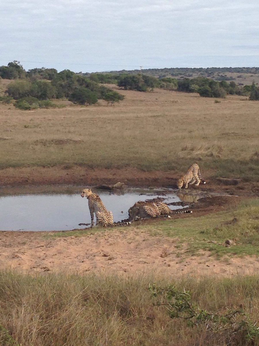 Bukelagamelodge's tweet photo. #cheetahs by the watering hole #catsofafrica #catsoftwitter #safari #LionRoars #SouthAfrica https://t.co/4CjfT54lFP