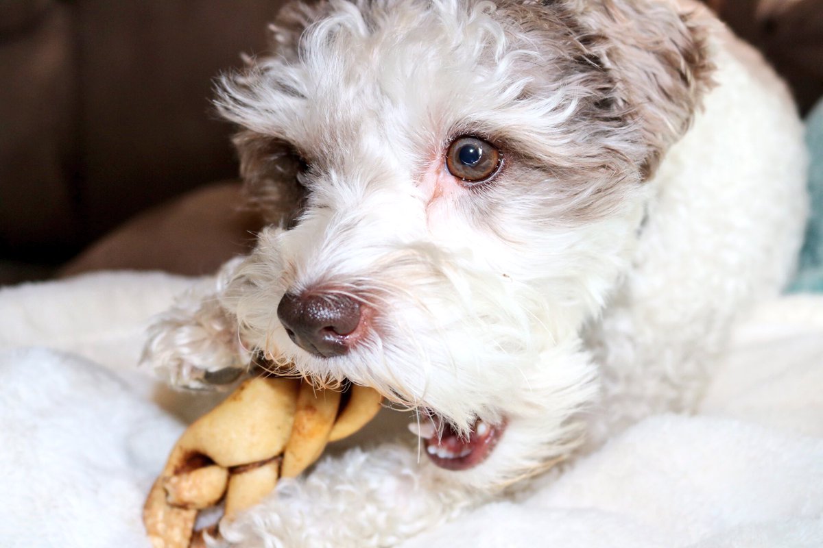 CChapman711's tweet image. Doug &amp;amp; Kevin can't wait for @DOGparkKC to open! @1MillionCupsKC #1MCKC #himynameisdoug #kevinisagirl