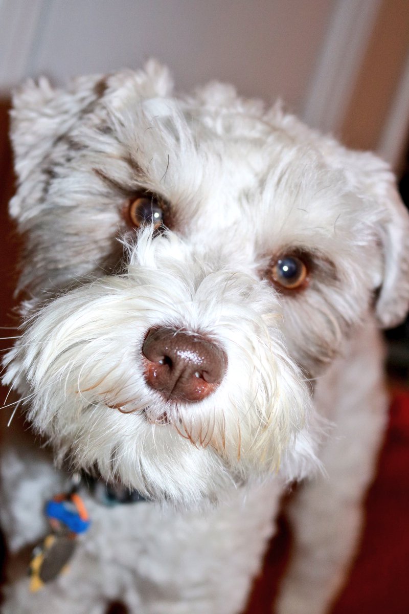 CChapman711's tweet image. Doug &amp;amp; Kevin can't wait for @DOGparkKC to open! @1MillionCupsKC #1MCKC #himynameisdoug #kevinisagirl