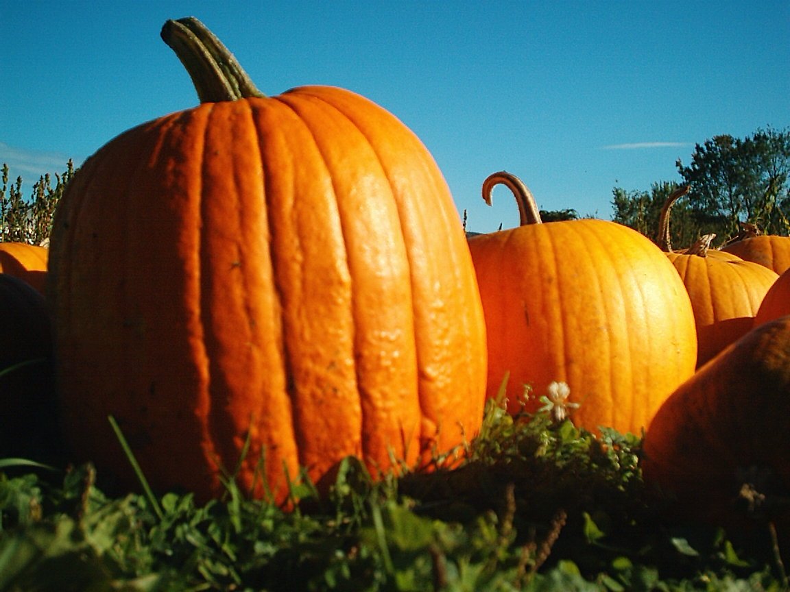 OC_BMW_NY's tweet photo. Happy #NationalPumpkinDay, Orange County! Where will you be visiting to pick your pumpkin? @WrightFamFarm @PenningsFarm @soonsorchards https://t.co/g9lzacU1Kh