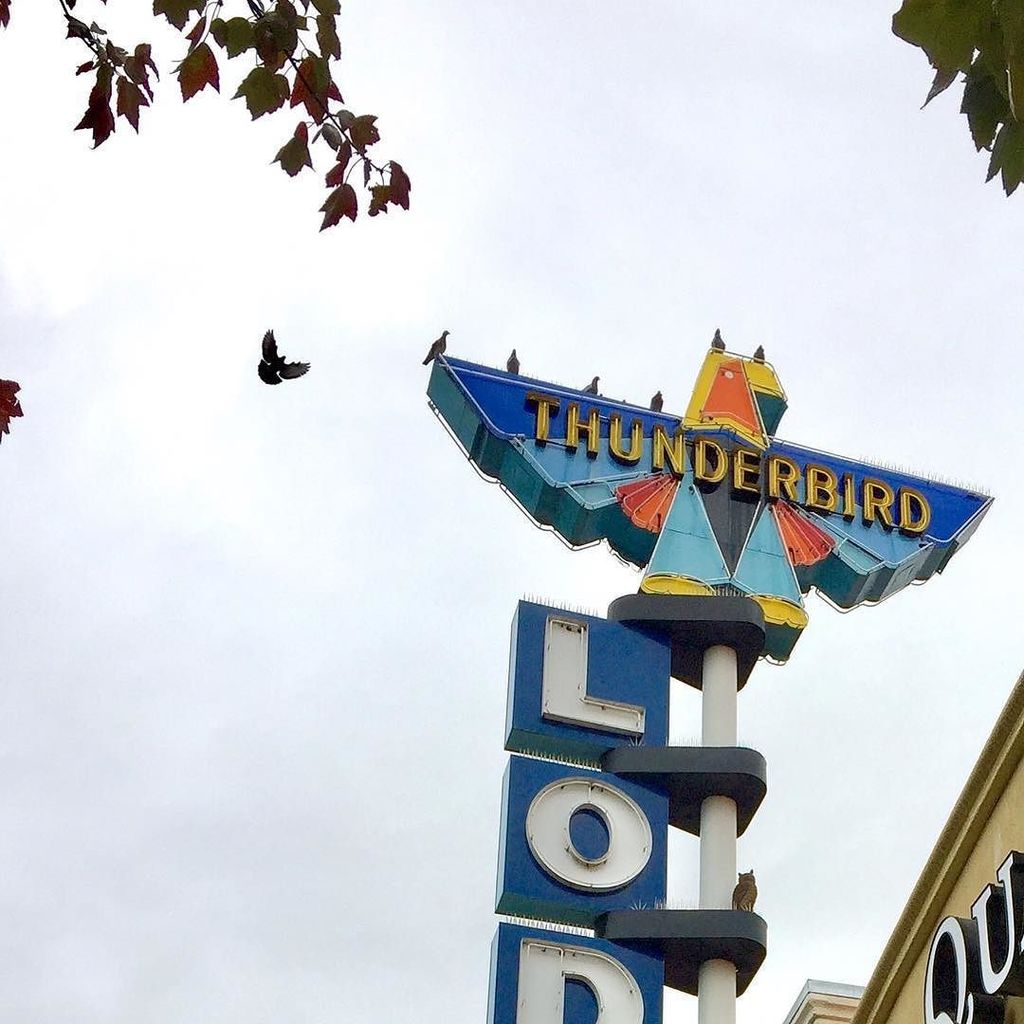 DarrenMilligan's tweet photo. Thunderbird Lodge. Chico, CA #pigeon #motel #motorlodge #california #vintagesign https://t.co/pbSaZrsGot https://t.co/VIhhy4iRQK