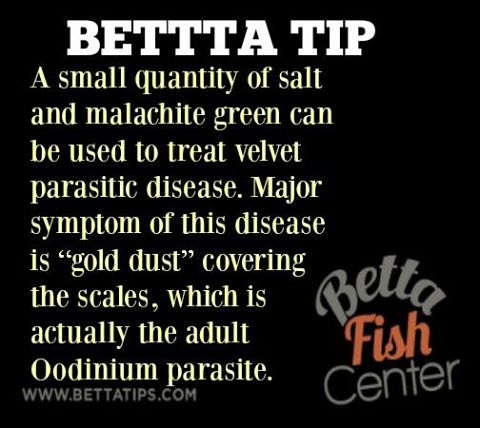 BettaFishCenter's tweet photo. #BettaTip https://t.co/JxUBlxX86S