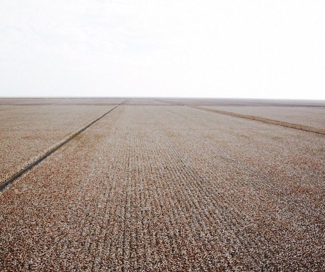 BrooksBrothers's tweet photo. We're in California with @Supima to see how their soft, durable cotton is grown and harvested. #BBLovesSupima #BrooksOnTheRoad https://t.co/2Mb4Hb3FGY