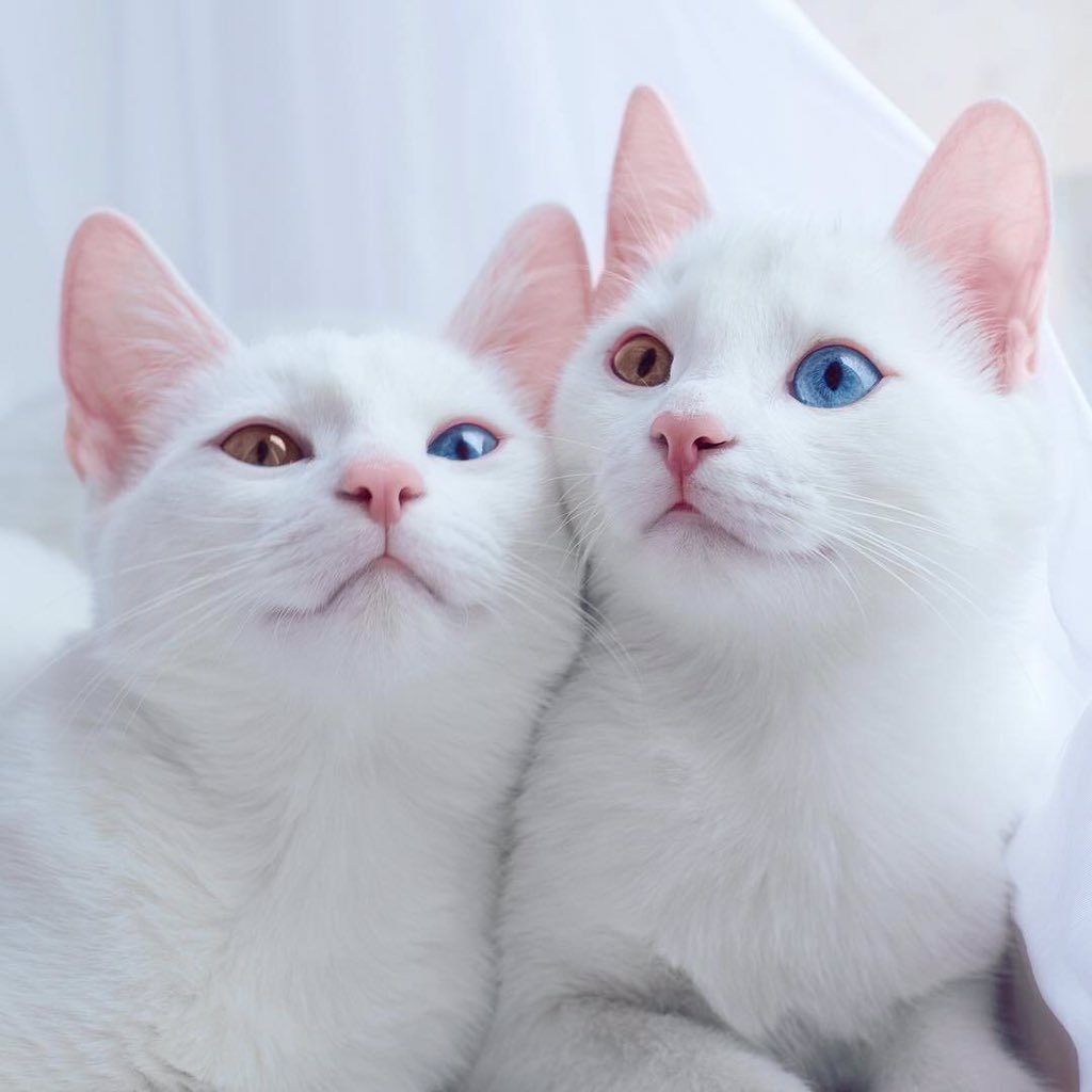 poupee19's tweet photo. Iriss และ Abiss แมวฝาแฝดที่มีจุดเด่นคือสีตาทั้งสองข้างไม่เหมือนกัน เพราะเกิดความผิดปกติทางพันธุกรรมเลยทำให้ตาข้างนึงเป็นสีฟ้า สวยมาก #ทาสแมว https://t.co/chtgF0l0mp