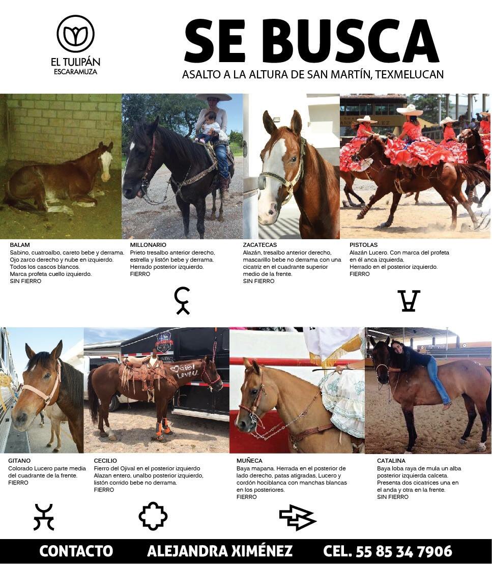 anacecyaguilar1's tweet photo. Sr. Gobernador @RafaMorenoValle,pedimos su colaboración 🙏🏼 nuestros 🐴 están perdidos, confiamos en ud @MarthaErikaA https://t.co/2AzEsslMS3