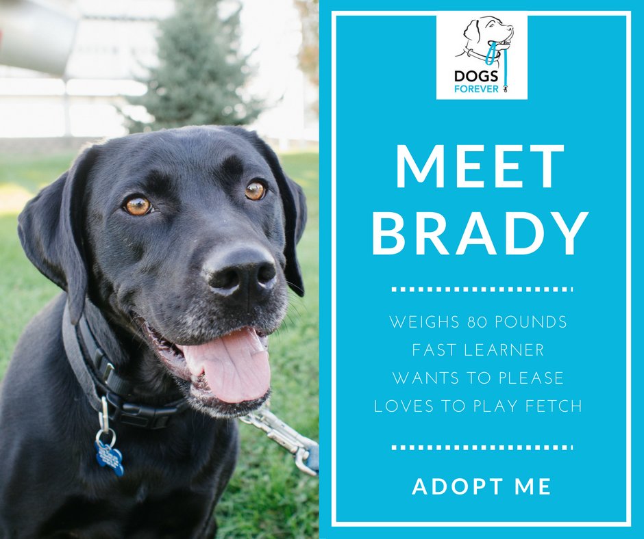 DFSPrescue's tweet photo. Have you meet Brady yet? https://t.co/1Tc5F6rdb9