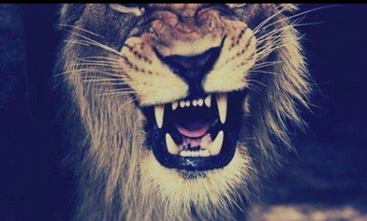 NEO_Cheer's tweet photo. Welcome to our jungle ๐ช๐ป 10 days and counting #kalahari #kickinitoff #compseason #season25 โค๏ธ https://t.co/3IegJ2sNL0