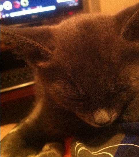 WytchyD's tweet photo. From earlier: Zach discovers a perk of working from home. #KittyAssistant ;) https://t.co/vzdEwQM082