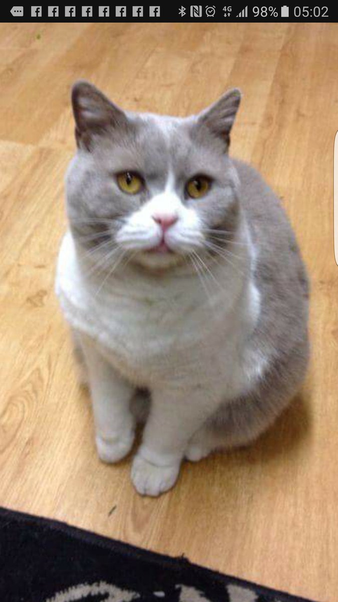 heatherwright46's tweet image. My Cat Bailey has gone missing in the Radcliffe area. Please share and get in touch if you have seen him 😢😢😢