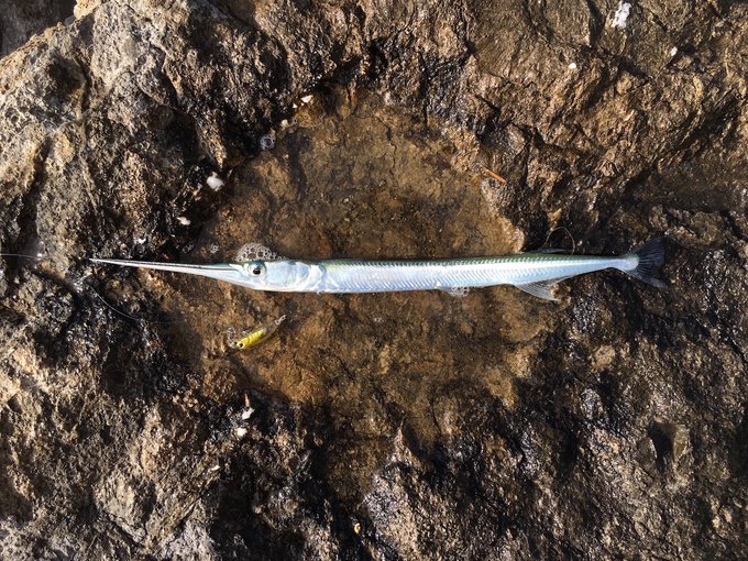 ダツの特徴 見分け方 写真から探せる魚図鑑