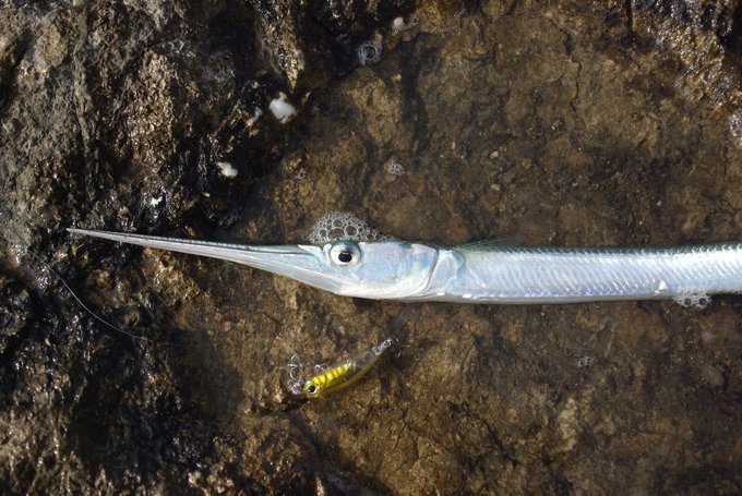 ダツの特徴 見分け方 写真から探せる魚図鑑