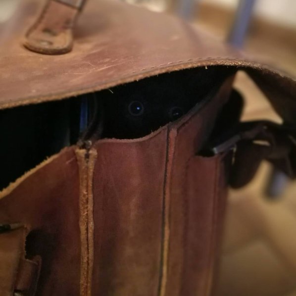 When you accidentally bring a little friend to work!
#cats #canyouseemenow #happywednesday